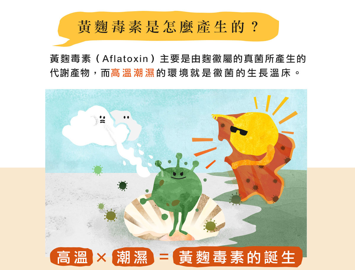 黃麴毒素是怎麼產生的？黃麴毒素（Aflatoxin）主要是由麴黴屬的真菌所產生的代謝產物，而高溫潮濕的環境就是黴菌的生長溫床。